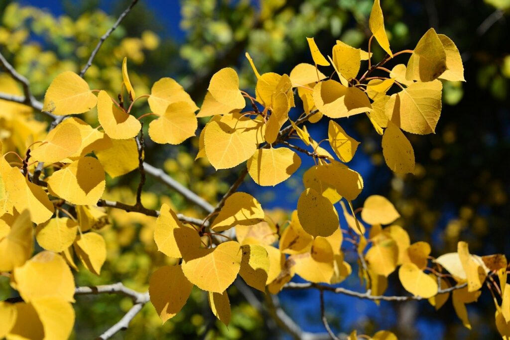 aspen, autumn, fall