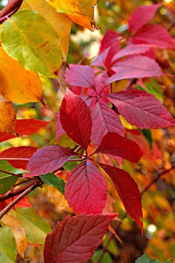 foliage, autumn, autumn colors