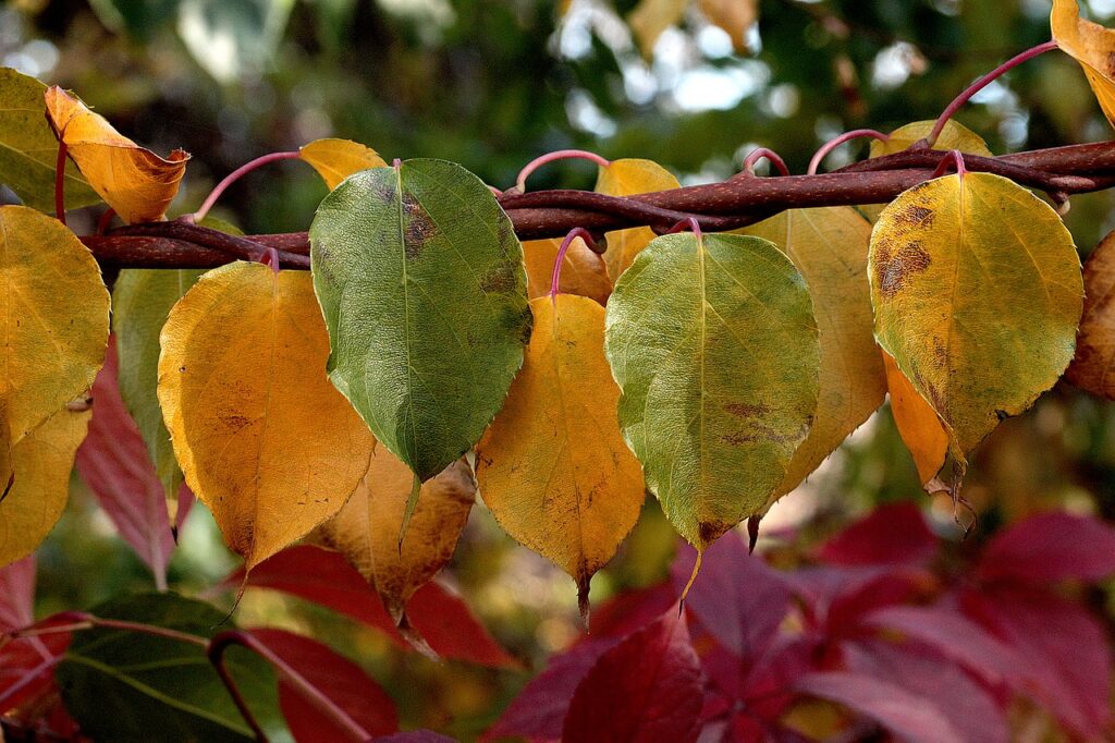 foliage, autumn, autumn colors